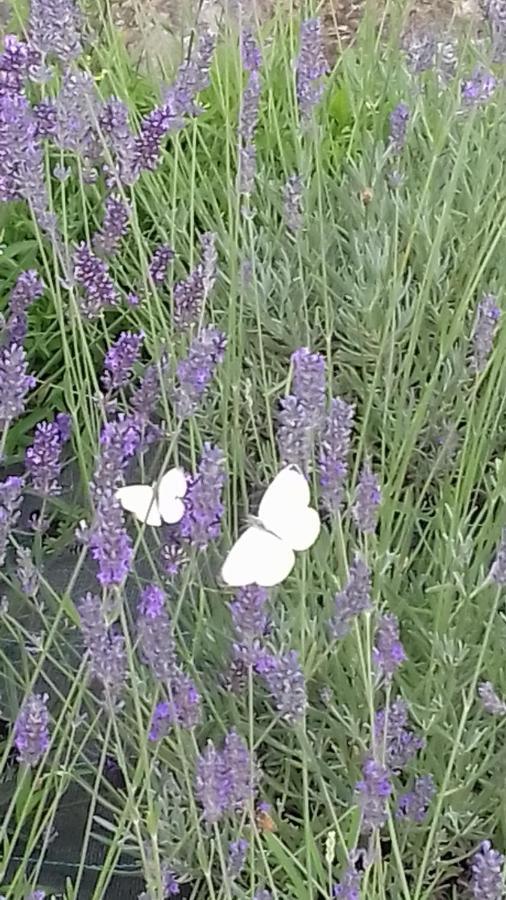 B&B Cascina La Cinciallegra Oggiono Екстер'єр фото
